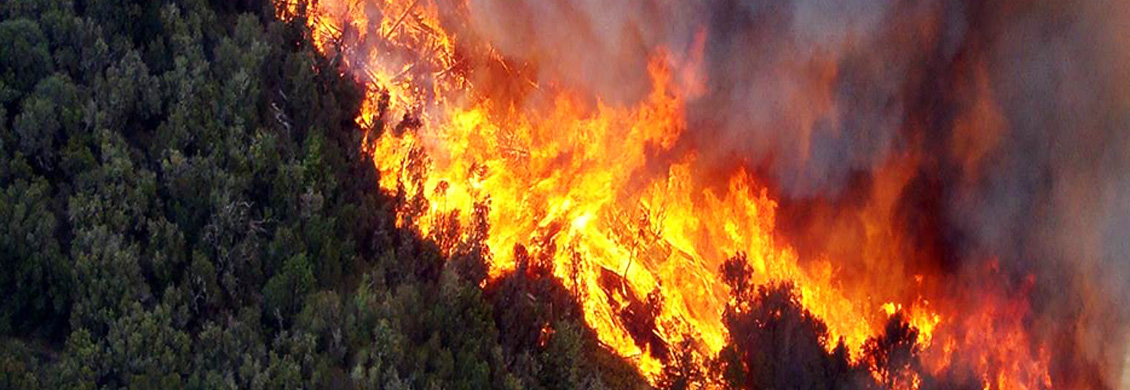 Programa Life – Garajonay Vive. «Garajonay y la amenaza del fuego»