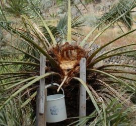 Miel de palma. Guarapo