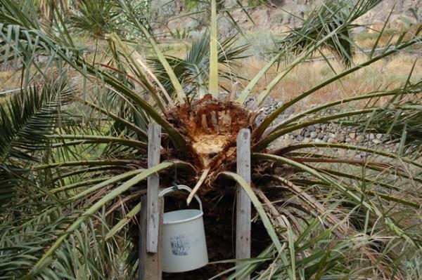 Los Guaraperos de La Gomera, Medalla de Oro de Canarias
