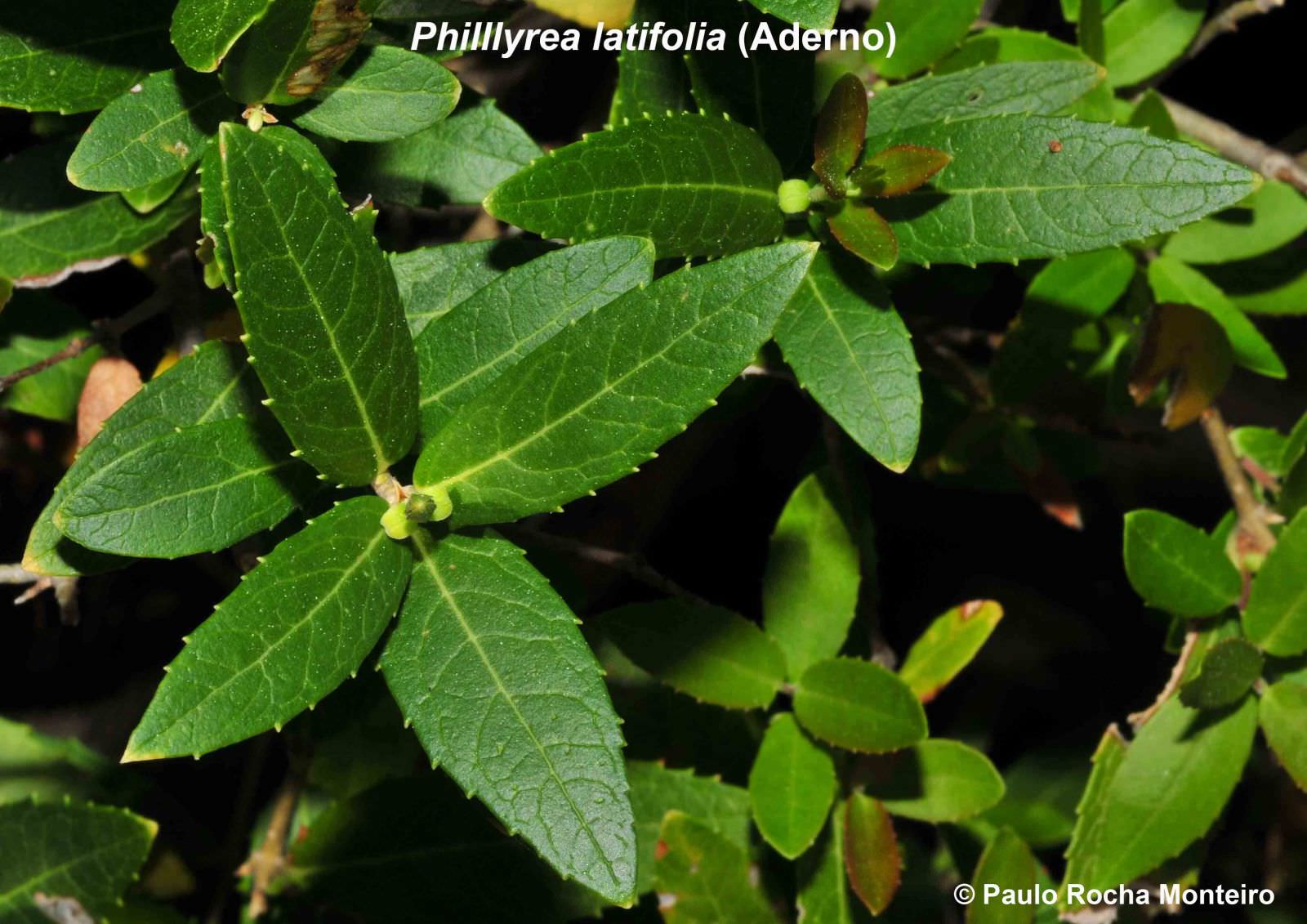 Redescubierto en la Gomera el árbol de las brujas de alcurnia