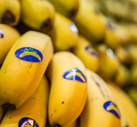 Plátano de canarias